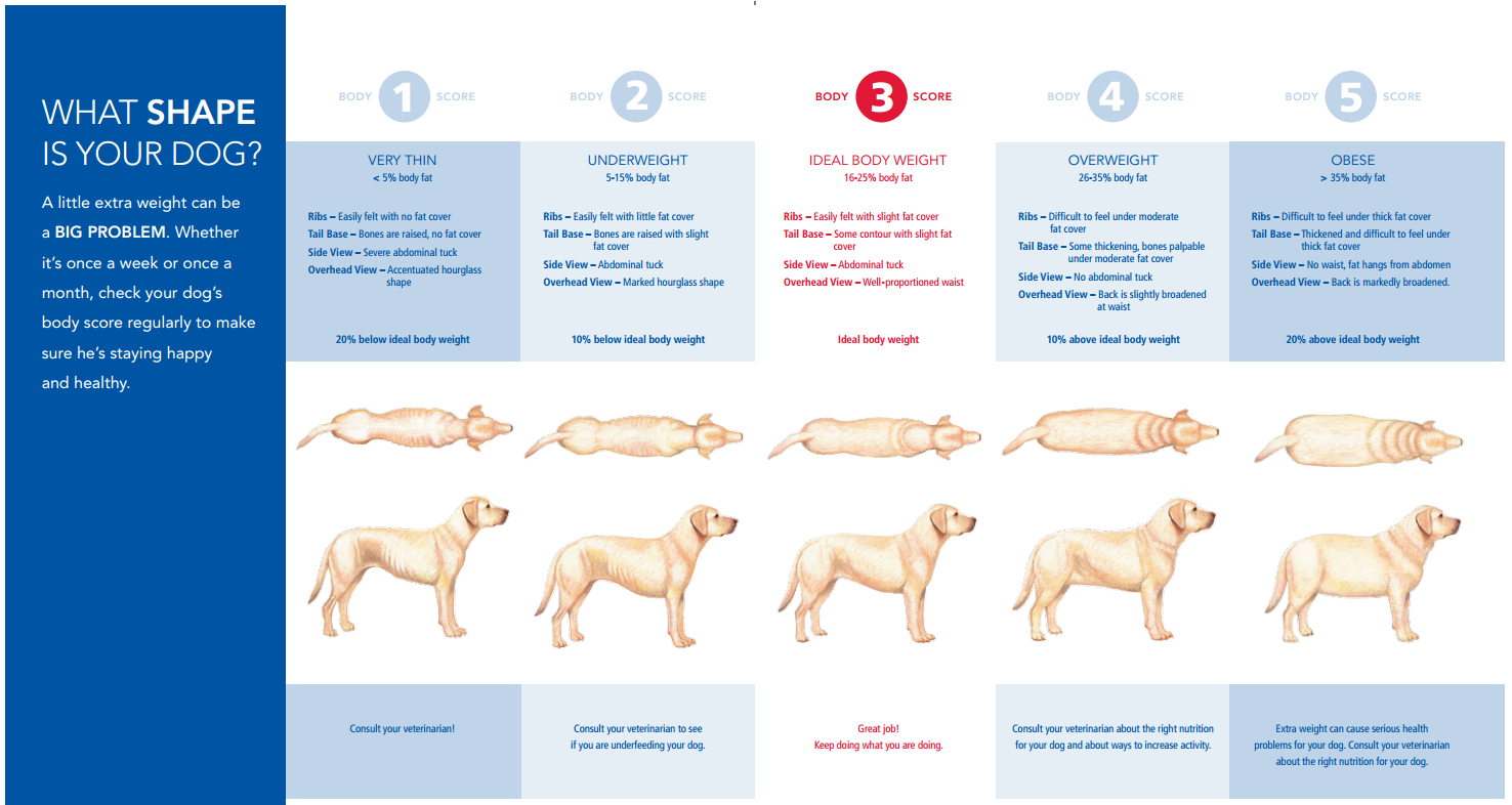 Overweight Dog Chart